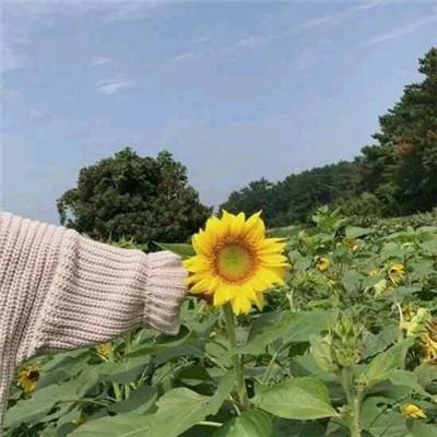 龙印ol破解版下载